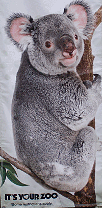 Tampa Lowry Park Zoo Koala