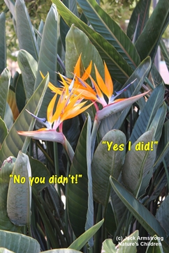 Birds of Paradise arguing over?